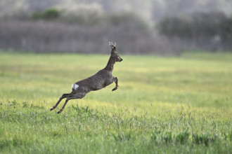 Roe deer (Capreolus capreolus), roebuck jumping, on the run, Lake Neusiedl National Park,