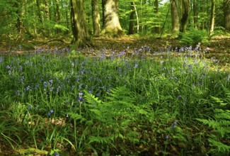 Forest hyacinth (Hyacinthoides non-scripta) in bloom in deciduous forest, Lower Rhine, North