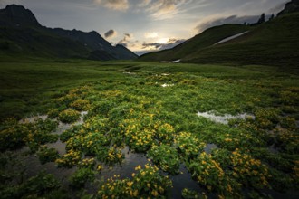 Summit in the morning light with dramatic clouds and marsh marigolds (Caltha) with stream in the