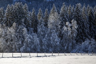 Winter landscape in the snow, snow-covered trees, Oberstdorf, Oberallgäu, Allgäu, Bavaria, Germany,