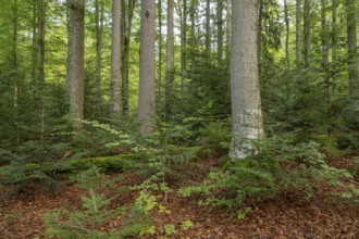 Mixed mountain forest with copper beech (Fagus sylvatica) and spruce (Picea abies) as well as young