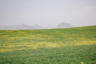 Dandelion in the Allgäu in front of the Alps and their beautiful mountains in Bavaria, Germany,