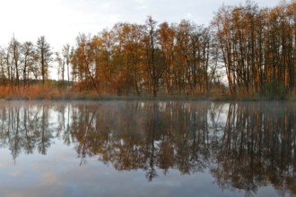 Alder quarry forest in the morning on the Peene with reflection of the trees in the water,