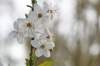 Wild fruit blossoms, white flowers, Peene Valley River Landscape nature park Park,