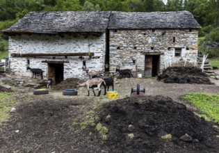 Goats (Capra) and goat pen, village of Sonogno, Verzasca Valley, Valle Verzasca, Canton Ticino,