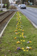 Flowering strip between tram tracks and road with yellow and purple crocuses (crocus) and daffodils