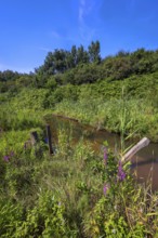 Bottrop-Gladbeck, North Rhine-Westphalia, Germany, Renaturalised Boye, the tributary of the