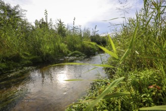 Bottrop-Gladbeck, North Rhine-Westphalia, Germany, Renaturalised Boye, the tributary of the