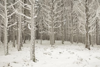 Forest in the snow and hoarfrost, Horben, Beinwil, Freiamt, Canton Aargau, Switzerland, Europe