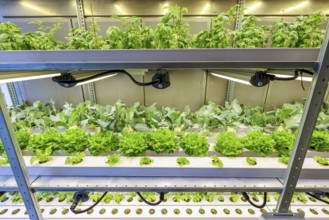 Dinslaken, North Rhine-Westphalia, Germany, Regional vegetable cultivation at the sewage treatment