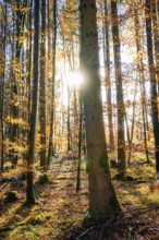 Sunbeams penetrate an autumnal forest and create a peaceful atmosphere, tree planting campaign,