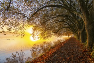 Autumn colours on the Platanen Allee, Hardenberg Ufer, lakeside path on Lake Baldeney, near Haus