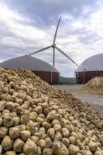 Biogas plant produces gas from various biomass, here the sugar beet storage, the electricity is