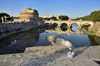 Young Mediterranean gull (Larus michahellis), sitting on a bridge while feeding, in the background