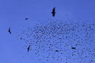 Approximately 1 million bramblings (Fringilla montifringilla), in flight over their roost at dusk,