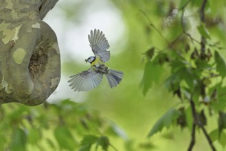 Blue tit (Parus caeruleus), approaching the breeding den, Canton Zug, Switzerland, Europe