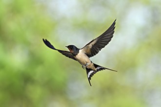 Barn Swallow (Hirundo rustica), in flight, Texel, West Frisian Islands, province of North Holland,