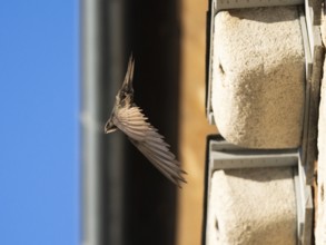 Common swift (Apus apus), adult bird in flight leaving its nest, which is one of a row of