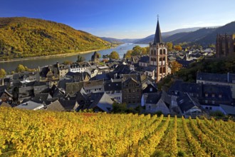 Autumn view of Bacharach on the Rhine with St. Peter's Church, UNESCO World Heritage Upper Middle