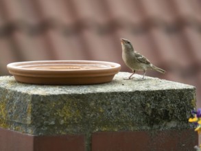 House Sparrow (Passer domesticus), adult female bird, drinking from a bird bath, situated on a