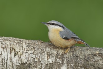 Nuthatch (Sitta europaea) sitting on a fallen birch trunk, Animals, Birds, Siegerland, North