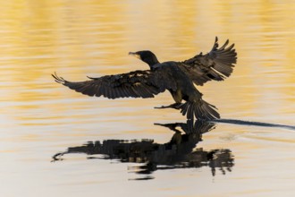 Bird landing on still water surface, wings spread wide, Cormorant, (Phalacrocorax carbo), wildlife,