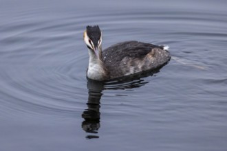 A great crested grebe swims in calm water, its reflection is visible, Great crested grebe,