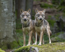 Wolves (Canis lupus) stand on a moss-covered rock and look attentively, captive, Bavarian Forest