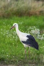 White stork (Ciconia ciconia) on a flower meadow on the edge of the village of Hansfelde,