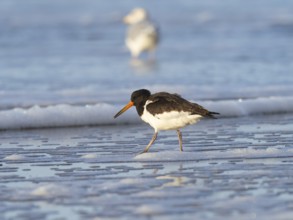 Oystercatcher (Haematopus ostralegus), adult bird in winter plumage, at the edge of the sea at low