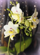 Butterfly orchid (Phalaenopsis), flowers