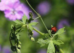 Asian lady beetle (Harmonia axyridis), multicoloured or harlequin ladybird on cranesbill