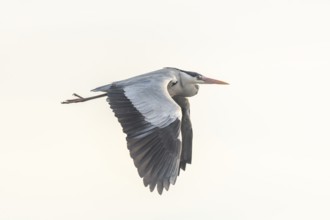 Grey heron (Ardea cinerea) in flight in the sky. Bas-Rhin, Alsace, Grand Est, France, Europe