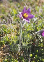 Common pasque flower (Pulsatilla vulgaris), North Rhine-Westphalia-Germany