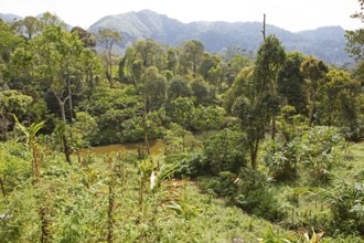 River landscape in the Periyar Wildlife Sanctuary or Periyar National Park, Idukki district,