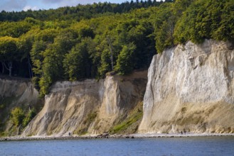 The chalk cliffs of Rügen, cliffs of the Stubbenkammer, in the Jasmund National Park, hiker on the