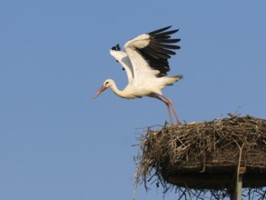 White stork (Ciconia ciconia), bird taking off in flight from nesting platform, Hesse, Germany,