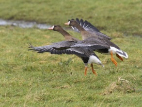 White-fronted goose (Anser albifrons) two geese with outstretched wings taking off from grassy