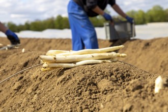 Asparagus harvest at farmer Hartmut Magin's in Mutterstadt, Rhineland-Palatinate