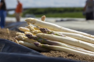 Agriculture asparagus harvest in Mutterstadt, Palatinate