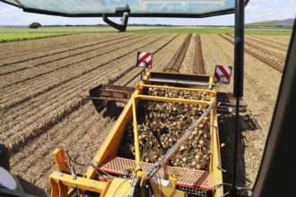 Farmer Markus Frank from Frankenthal during the agricultural onion harvest (onion harvesting)