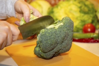 Vegan cooking: Close-up of cutting broccoli