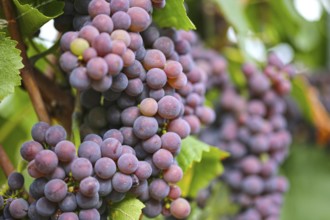 Close-up of ripe blue-green grapes near Meckenheim, Palatinate