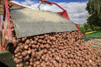 Agriculture harvest of industrial potatoes in the Palatinate. In contrast to table potatoes, these