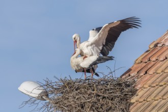 Mating white storks in courtship display (ciconia ciconia) on their nest in spring. Bas Rhin,