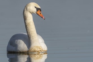 Mute swan (Cygnus olor) swimming on the water of a lake, Bas-Rhin, Alsace, Grand Est, France,