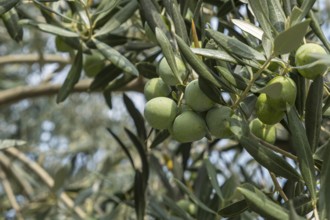 Olives, green olives on a tree, Istria, Croatia, Europe