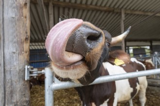 Cow licking itself with its tongue, Close up, North Rhine-Westphalia, Germany, Europe