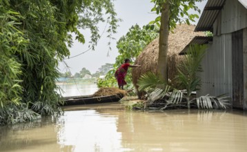 Morigaon, India. 4 July 2024. A woman collects fodder for cattle in a flood affected village in