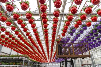 Horticultural business, flower pots, so-called petunia ampel, grow in a greenhouse, under the glass